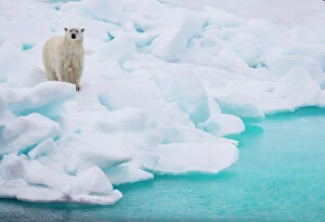 Svalbard Archipelago Collection: An alert polar bear, on an ice flow, makes eye contact