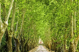 MIichael Melford Collection: An alley of trees leading up to a house in Aix en Provence