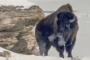 Survives Collection: American bison bull warming in sun exhaling breath in winter, Soda Butte Cone, YNP, Wyoming, USA