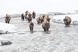 In The Water Collection: American bison walking in Alum Creek with mallard ducks crossing the water, YNP, Wyoming, USA