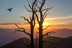 Ben Horton Photography Collection: Ancient Bristlecone Pines at sunset, California, USA