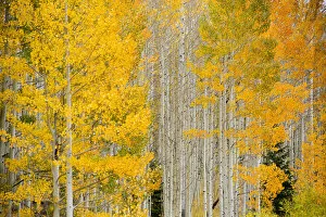 Update - March 23, 2022 Collection: Aspens in autumn colours, Colorado, USA