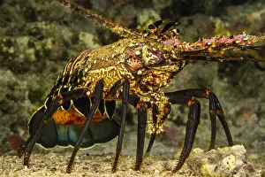 Dave Fleetham Underwater Photography Collection: Banded Spiny Lobster, Panulirus marginatus, Hawaii, USA