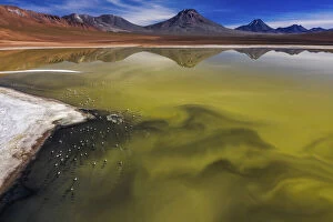 Animals Cushion Collection: Blooming algae and rare Andean flamingos in a high altitude lake, San Pedro De Atacama, Chile