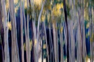 Ben Horton Photography Collection: Blurred beauty of aspen trees