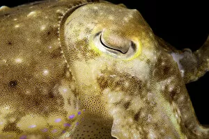 Coleoidea Collection: Broadclub Cuttlefish, Philippines