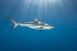 Carcharhinus Perezi Collection: Caribbean Reef Shark, Carcharhinus perezi, Bahamas
