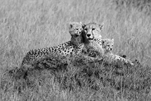 Animals Cushion Collection: Cheetahs (Acinonyx jubatus), Mother animal with young cubs resting on a mound in the grassy