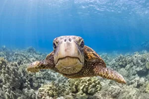 Dave Fleetham Underwater Photography Collection: A close look at a Green sea turtle (Chelonia mydas) an endangered species; Hawaii