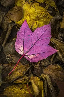 Back Of Collection: Close-Up of Backside of Red Maple Leaf on Forest Floor Amongst Brown Decomposed Leaves