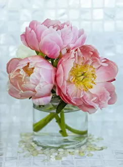 Cut Flowers Collection: Close-up bouquet of three pink peonies in a glass vase in Surrey, B. C. Canada