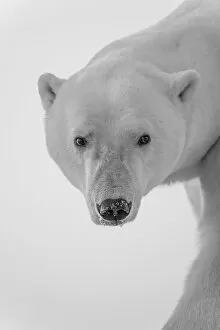 Animals Poster Print Collection: Close-up of a polar bear