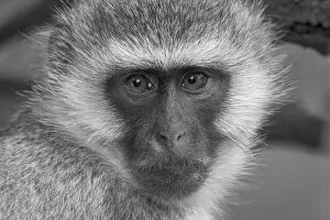 Animals Jigsaw Puzzle Collection: Close-up portrait of a vervet monkey (Chlorocebus pygerythrus)