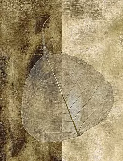Update - March 23, 2022 Cushion Collection: Close-Up of Skeleton Leaf from Bo Tree