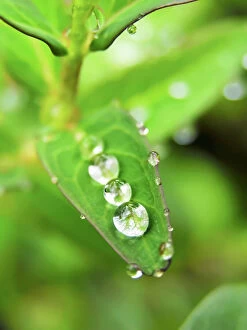 Art Images - December 11, 2023 Photographic Print Collection: Close Views Green Water Dew Rain Raindrops Leaves
