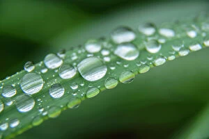 MIichael Melford Poster Print Collection: A closeup of rain drops on a blade of grass