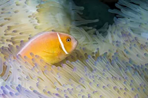 Animals Jigsaw Puzzle Collection: This common anemonefish (Amphiprion perideraion) is most often found associated with the anemone