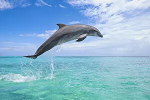 Roatan Collection: Common Bottlenose Dolphin Jumping in Air, Caribbean Sea, Roatan, Bay Islands, Honduras