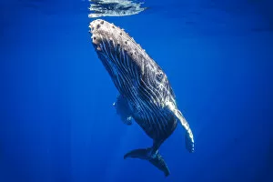 Animals Fine Art Print Collection: Curious young Humpback whale (Megaptera novaeangliae) underwater; Hawaii, United States of America