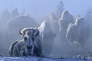Animals Collection: Frost covered American bison on geothermally heated ground in winter, YNP, Wyoming, USA