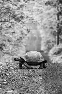 Animals Collection: Galapagos giant tortoise (Chelonoidis niger) crossing a dirt road in the forest; Galapagos