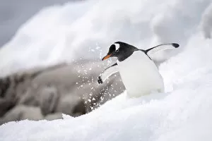 Trudges Collection: Gentoo penguin (Pygoscelis papua) overbalances in snow near rocks; Antarctica