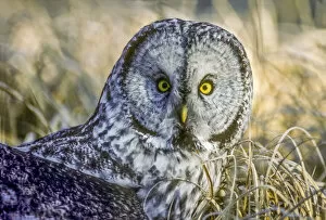 Update - March 23, 2022 Greetings Card Collection: Great gray owl sitting in dry grass, Yellowstone National Park, USA