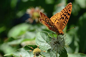 Digital Photography Collection: Great Spangled Fritillaries Fritillary Butterflies