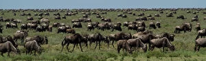 MIichael Melford Canvas Print Collection: A herd of wildebeests graze on the African grasslands