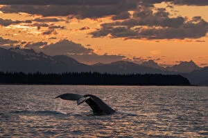 Animals Collection: Humpback whale lifting its fluke while feeding in the Lynn Canal at sunset, SE Alaska, USA