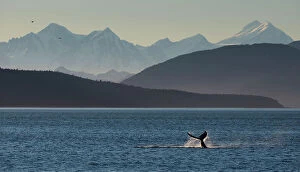 MIichael Melford Collection: A humpback whale tail slapping near Point Adolphus in Glacier Bay