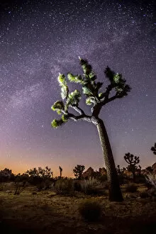 Bristled Collection: Joshua Tree standing in front of a starry night sky, Joshua Tree National Park, California, USA