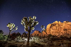 Tree Yucca Collection: Joshua Trees in front of rock formations at night, Joshua Tree National Park, California, USA