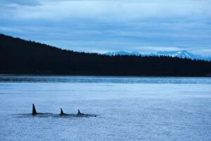 MIichael Melford Poster Print Collection: Killer whales or Orcas in Icy Straight at dusk