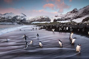 MIichael Melford Poster Print Collection: King penguins along the shore at Gold Harbour on South Georgia Island