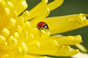 Lady Beetle Collection: Ladybug on a yellow blossom