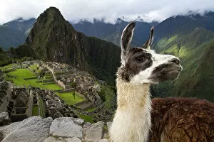 Michael Melford Photo Mug Collection: A llama on a road above Machu Picchu