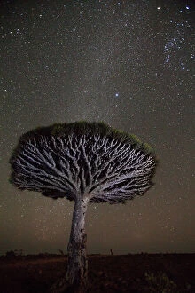 MIichael Melford Fine Art Print Collection: The milky way shines above a dragon's blood tree