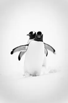 Animals Poster Print Collection: Monochrome image of two gentoo penguins (Pygoscelis papua) waddling in line across a snowy slope