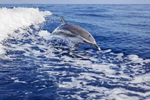 Animals Poster Print Collection: Pantropical spotted dolphin (Stenella attenuata) leaps out of the Pacific ocean; Hawaii