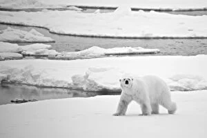 Animals Fine Art Print Collection: Polar bear (Ursus maritimus) crossing ice in Arctic; Svalbard, Svalbard and Jan Mayen