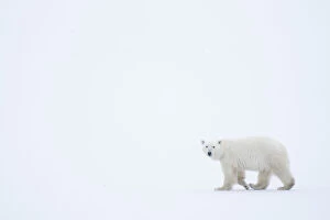 Robert Postma Photographic Print Collection: Polar bear (Ursus maritimus) walking in the corner of the image with vast white all around;