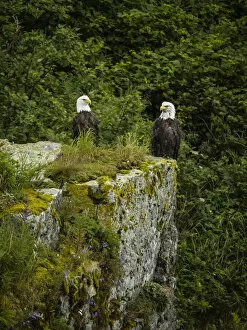 Animals Collection: Portrait of two bald eagles (Haliaeetus leucocephalus) perched on top of a boulder in Kinak Bay;