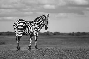 Animals Metal Print Collection: Portrait of a Burchells zebra (Equus quagga burchellii) standing on a grassy bank on the savanna