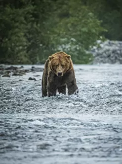 Searching For Food Collection: Portrait of a Coastal Brown Bear (Ursus arctos horribilis) standing in the water fishing for