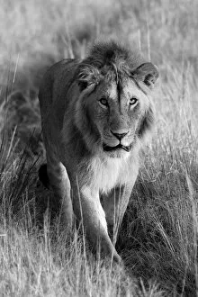 Animals Cushion Collection: Portrait of a lion, (Panthera leo) walking towards the camera along a grassy track in Kleins Camp;