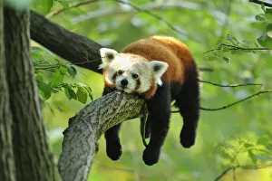 Red Panda Collection: Red Panda (Ailurus fulgens) Lying on Tree Branch