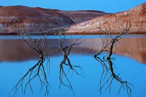Discover the World Through Michael Melford's Lens: Reflections of cottonwood tree branches in Halls Creek Bay