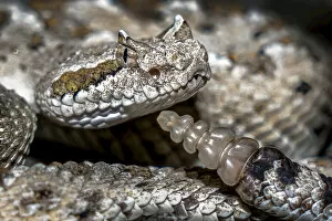 Horned Desert Viper Collection: Sidewinder rattlesnake portrait