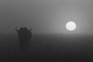 Update - March 23, 2022 Mouse Mat Collection: Silhouetted African buffalo in grass during misty dawn, Msai Mara National Reserve, Kenya